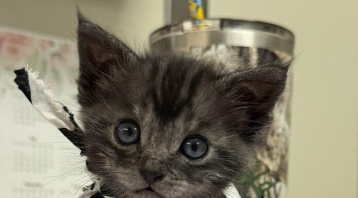 Combating Natural Disasters