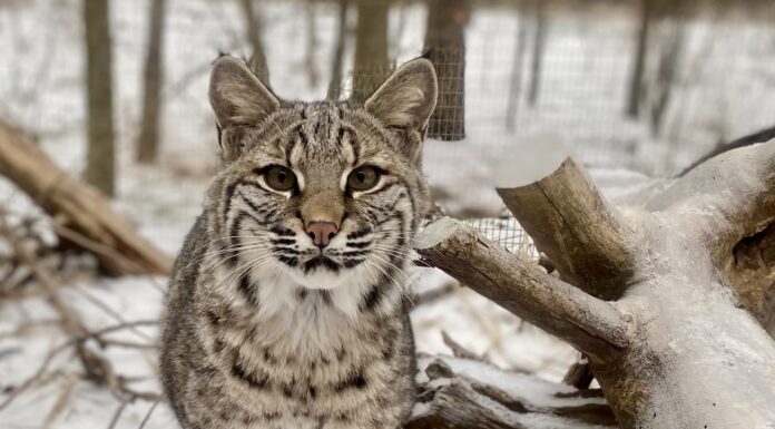 Strategies for Survival