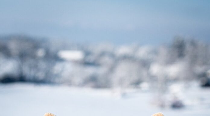 Weathering Winter’s Blast