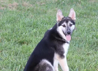 “Rescued” Is Not a Breed