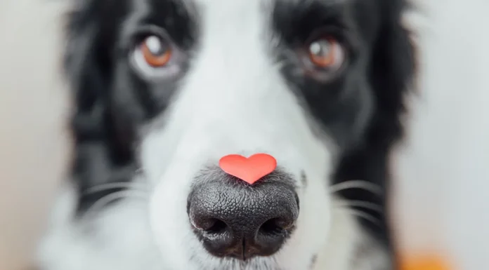 Veterinary Hope Foundation