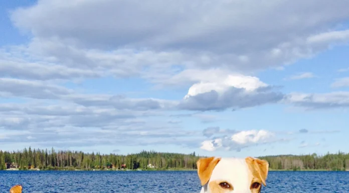 The Making of an Adventure Dog