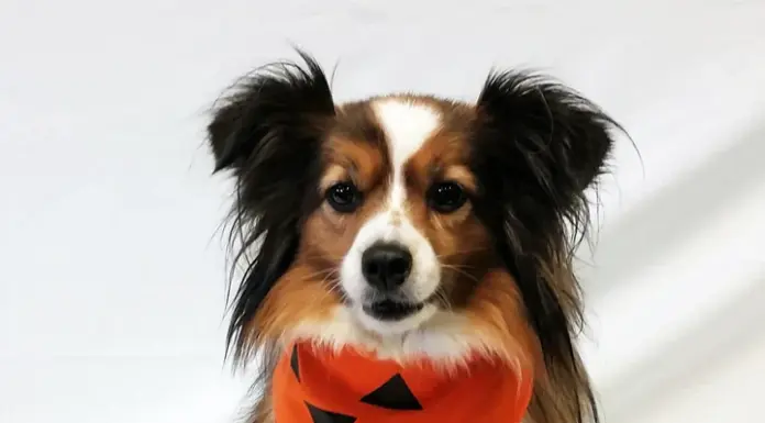 Shop Local for Fall Favorites