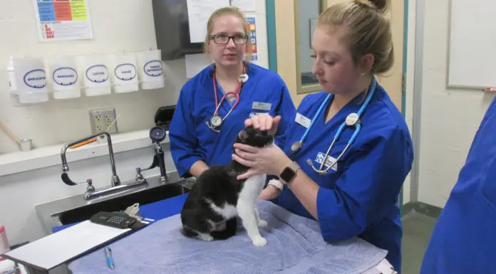 A Career in Animal Care Starts Here