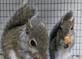 Squirrels of Oklahoma
