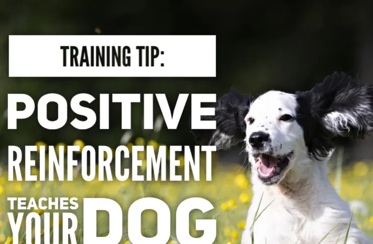 Training Tip: Train Your Dog Month